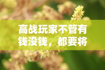 高战玩家不管有钱没钱，都要将装备强化 - 魔域SF - www.12345my.com