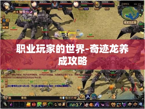 职业玩家的世界-奇迹龙养成攻略 - 魔域SF - www.12345my.com